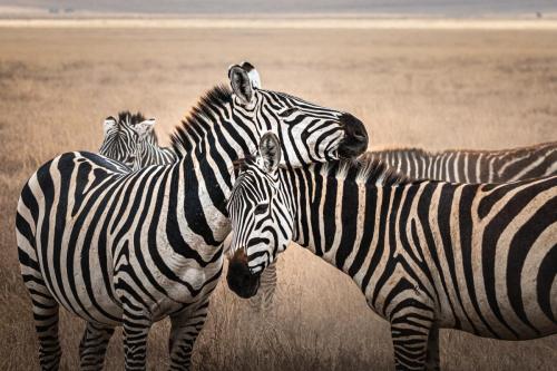 Affectionate zebras