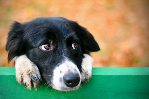 Stray sad border collie dog