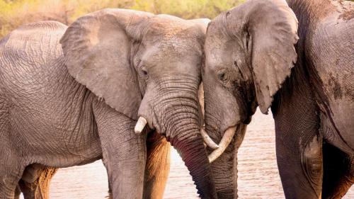 Two large African elephants
