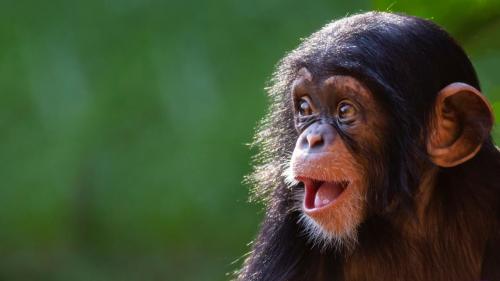 chimpanzee with a silly grin 
