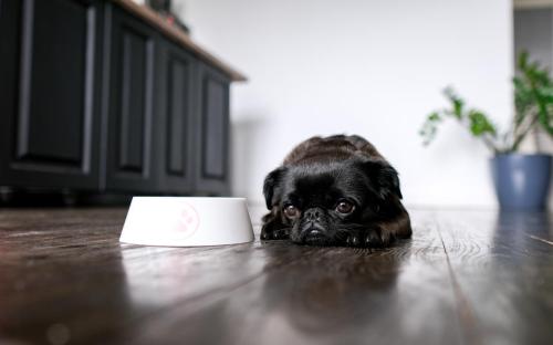  pug looks sad, sick or unhappy.