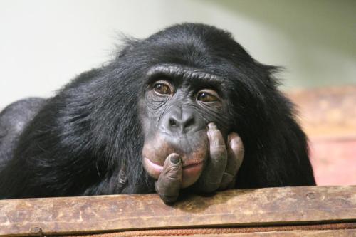 chimp looking sad